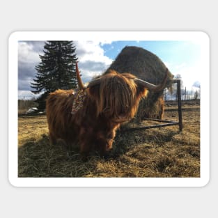Scottish Highland Cattle Cow 2369 Sticker